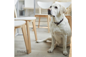 Animals and Plants in the Dental Office: What IPAC Standards Say