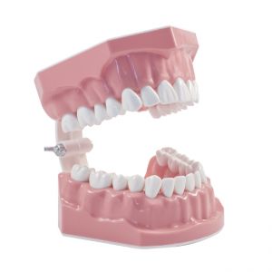 Toothbrushing Model (28 pcs teeth)