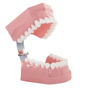 Toothbrushing Model (32 pcs teeth)