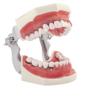 Periodontal Model