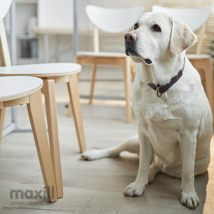 Animals and Plants in the Dental Office: What IPAC Standards Say